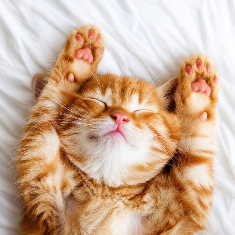 Cat Supplies