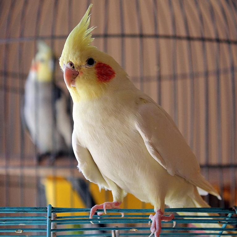 Bird Supplies