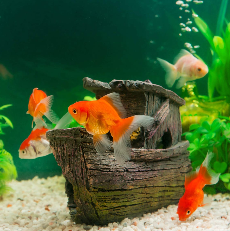 Fish