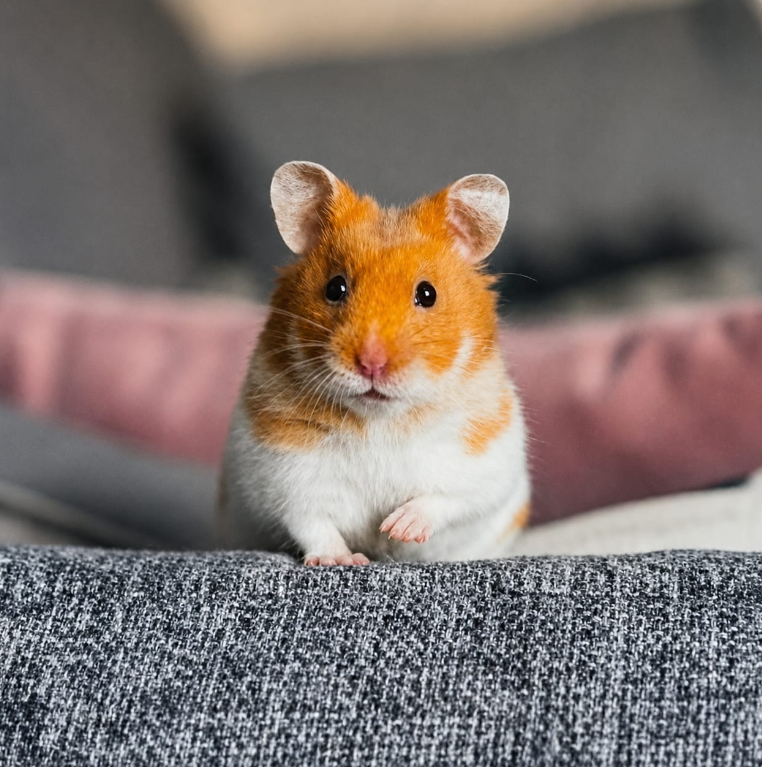 Small Pets