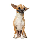 Nylon Dog Muzzle ( Multiple Sizes: XS to XXL)