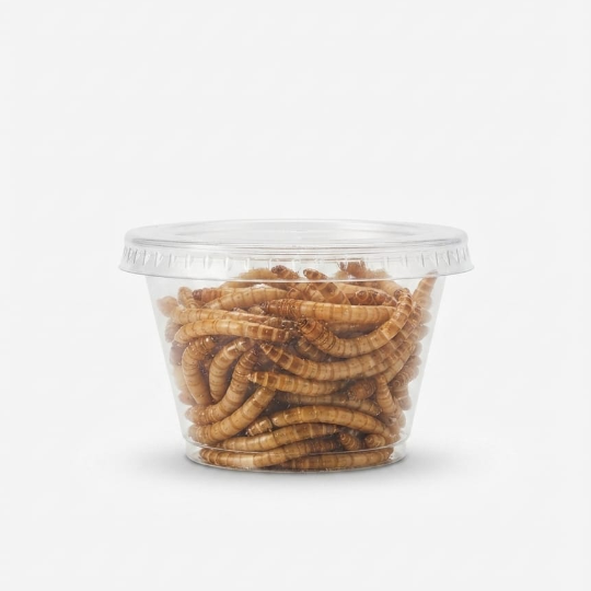 Dried Mealworms