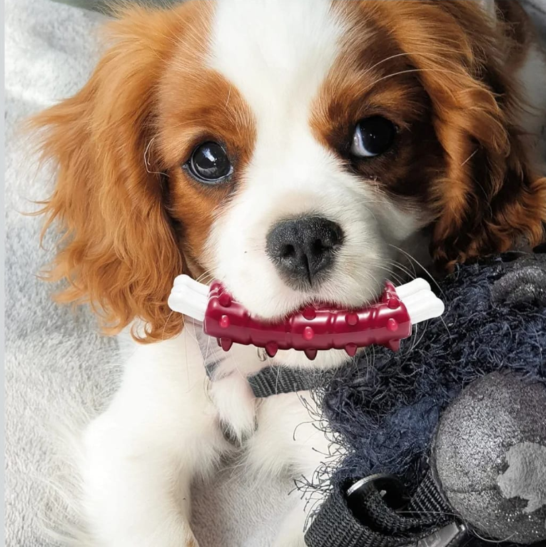 Spiky Rubber Ribs Dog Chew Toy