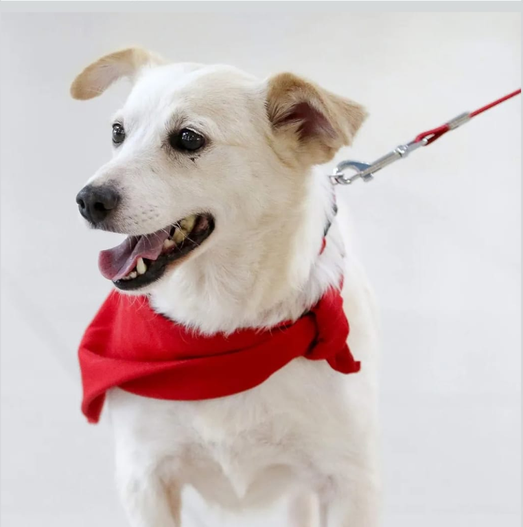 Dog Leash with Spring